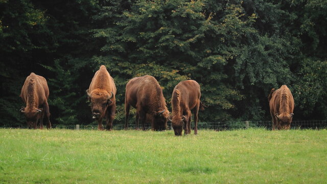 A bison grazing in the meadow.  Stado żubrów pasących się na łące.