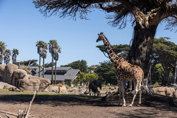 Giraffe under the trees looks toward lodge building in the distance