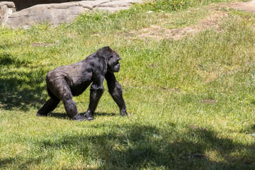Ape walks on all fours across grassy lawn