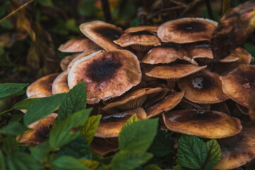 Armillaria mellea, commonly known as honey mushrooms grow in the autumn forest. Beautiful edible mushrooms on a sunny autumn day among green foliage.