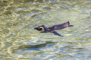 Penguin swimming happily in a green water pond