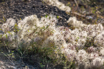 Clematis vitalba close-up. Fluffy fruits of the plant. Seeds and inflorescence