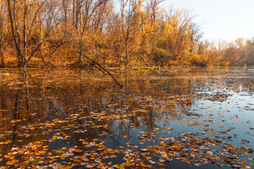 Autumn forest trees are reflected in the river. River in autumn forest.