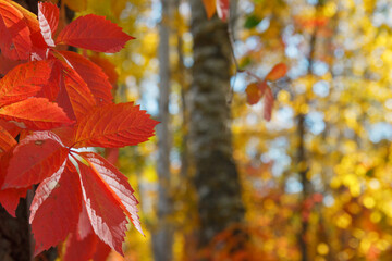 Colorful Autumn Parthenocissus quinquefolia, Wild Grape. Abstract