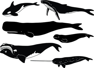 Whale Silhouette Clipart Set - Beluga, Orca, Sperm, Narwhal, Humpback and Right Whale © ATerra