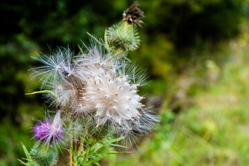 Fluffy seed flower heads of the Creeping Thistle (Cirsium arvense).