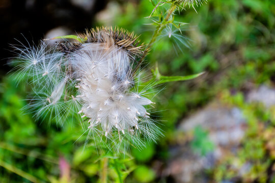 Fluffy seed flower heads of the Creeping Thistle (Cirsium arvense).