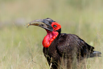Southern Ground Hornbill (Bucorvus leadbeateri) searching for food in Kruger National Park in South Africa