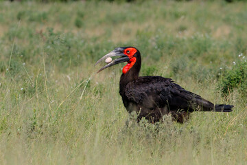 Southern Ground Hornbill (Bucorvus leadbeateri) searching for food in Kruger National Park in South Africa