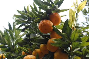 Mandarin twig with fruits isolated in front of white cloud. 