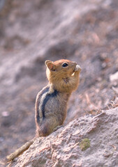 squirrel in the park Fun squirrel funny