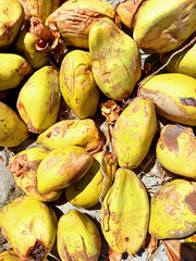 Pile of fresh ripe yellow coconuts. Yellow coconuts background. Fruits and tropical food. Texture...