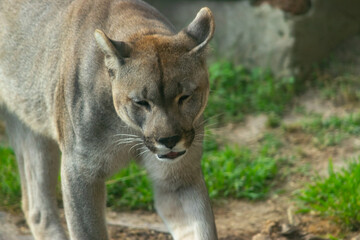 ANIMALES
