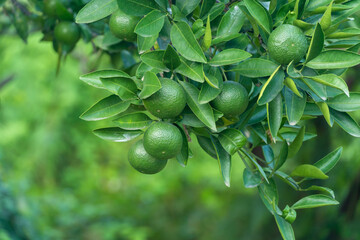 Close-up of green ripening tangerines on a tree. Ripening of citrus fruits