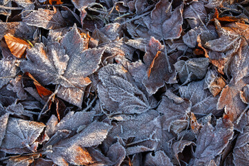 a close-up with withered leaves and frozen on the ground