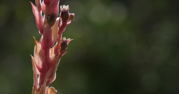 common houseleek,[1] is a species of flowering plant in the family Crassulaceae