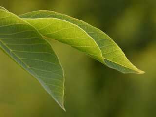 Leaves of walnut tree (Juglans regia) on green background