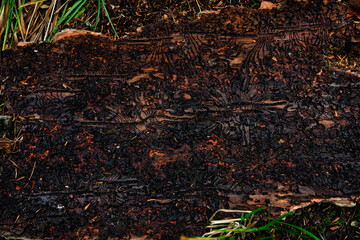 Baumrinde vom Borkenkäfer befallen