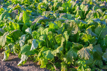 やさい畑の野沢菜　信州野菜