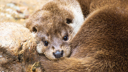 Europien Otter
Lutra lutra