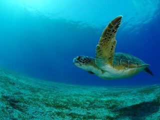 Fototapeta na wymiar sea turtle underwater swim slow with sun beams and rays ocean scenery blue water Chelonia mydas