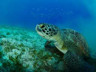 Naklejka na ściany i meble sea turtle underwater swim slow with sun beams and rays ocean scenery blue water Chelonia mydas