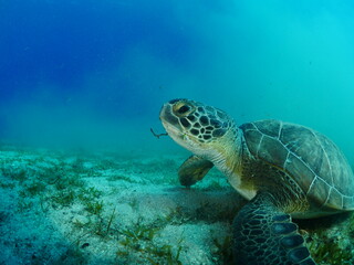 sea turtle underwater swim slow  with sun beams and rays ocean scenery blue water Chelonia mydas