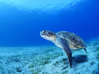 Obraz na płótnie Canvas sea turtle underwater swim slow with sun beams and rays ocean scenery blue water Chelonia mydas