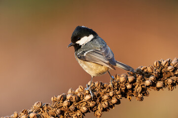 Nuthatch perched on a log of larch in the Swiss Alps