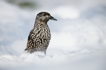 Eurasian nutcracker (Nucifraga caryocatactes) looking for food, in the snow.