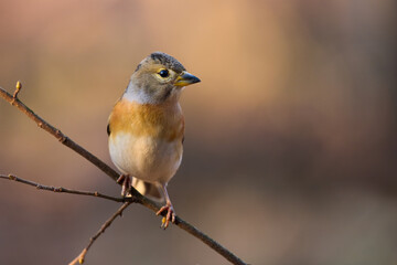 Beautiful female  brambling (Fringilla montifringilla) perched on a little branch in late winter.