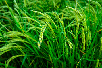 Rice cultivation with ripe ears ready for harvest.