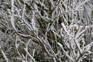 Woods in the snow