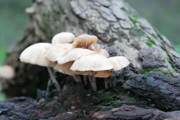 mushroom in the forest