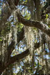 Spanish moss on tree limbs