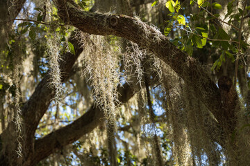 Spanish moss on tree limbs