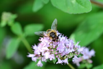 Sunbathing Dronefly