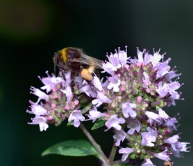 Bee in a Basil flower