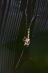 Melanostoma mellinum in a spiders web