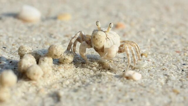 Video filming of a small crab at work. A small crab on the beach makes sand balls. Balls of sand on the coast of the island of Phangan.