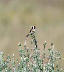 red winged blackbird