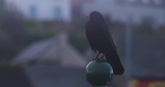 Black Rook crow bird perched on fence post dull winter urban scene
