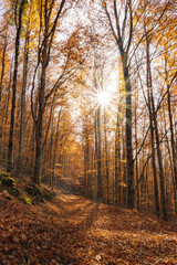 Fototapeta premium São Lourenço Beech Tree Forest