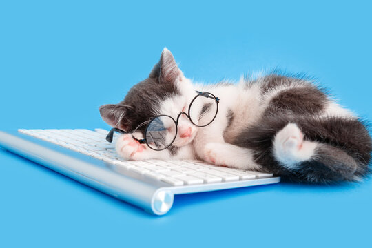 Cute little kitten in glasses fell asleep on keyboard on working desk place. Pet cat sleep on pc keyboard laptop isolated on blue color background. Concept back to school or boring work.