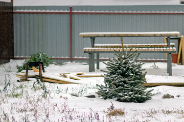 A small fir tree in the yard of the house and the snow falling.