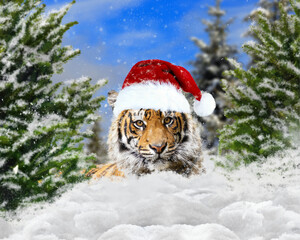A tiger in a New Year's hat. Symbol of the year, holiday greeting