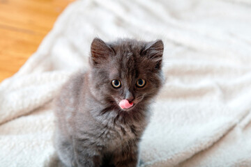 Cute gray fluffy kitten licks lips and looks at camera. Close up portrait of cat with funny face appetite and protruding tongue. hungry Pet licks at home. - Powered by Adobe