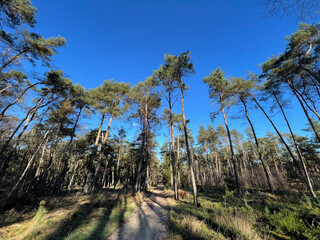 Path during Autumn at the Sallandse Heuvelrug