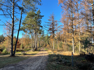 Sand path during Autumn at the Sallandse Heuvelrug