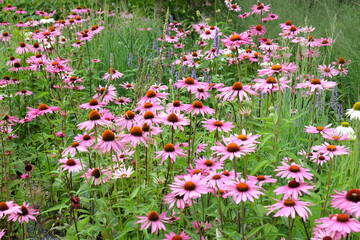 Echinacea 'Pink Parasol' and Echinacea pallida 'pale purple' in flower